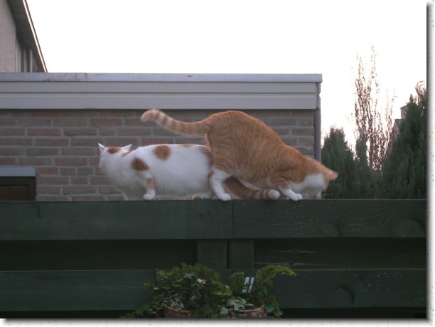 Klik hier voor de originele foto